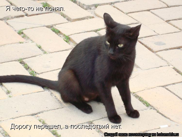 Я чего-то не понял. Дорогу перешел, а последствий нет.... Котоматрица: Я чего-то не понял. Дорогу перешел, а последствий нет.