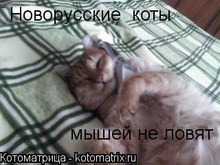 Новорусские коты Новорусские коты мышей не ловят... Котоматрица: Новорусские коты Новорусские коты мышей не ловят