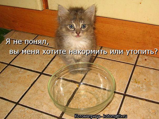 Я не понял, вы меня хотите накормить или утопить?... Котоматрица: Я не понял, вы меня хотите накормить или утопить?