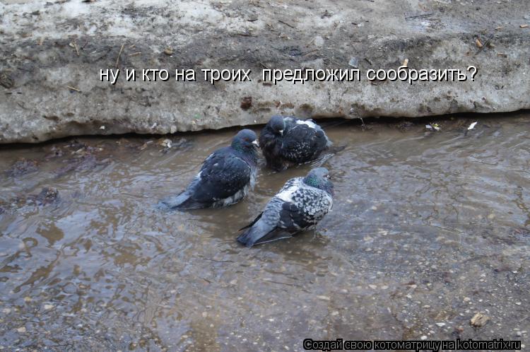 ну и кто на троих предложил сообразить?... Котоматрица: ну и кто на троих предложил сообразить?
