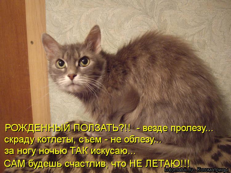 РОЖДЕННЫЙ ПОЛЗАТЬ?!! - везде пролезу... скраду котлеты, съем - не облезу... за ногу ночью ТАК искуса... Котоматрица: РОЖДЕННЫЙ ПОЛЗАТЬ?!! - везде пролезу... скраду котлеты, съем - не облезу... за ногу ночью ТАК искусаю... САМ будешь счастлив, что НЕ ЛЕТАЮ!!!