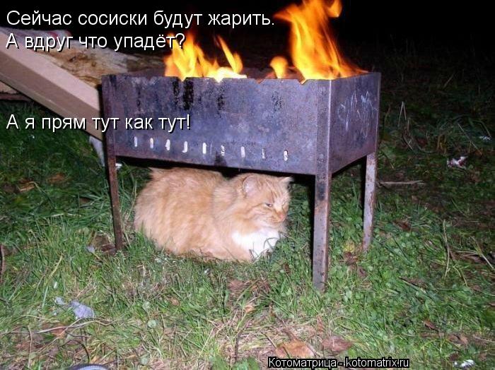Сейчас сосиски будут жарить. А вдруг что упадёт? А я прям тут как тут!... Котоматрица: Сейчас сосиски будут жарить. А вдруг что упадёт? А я прям тут как тут!