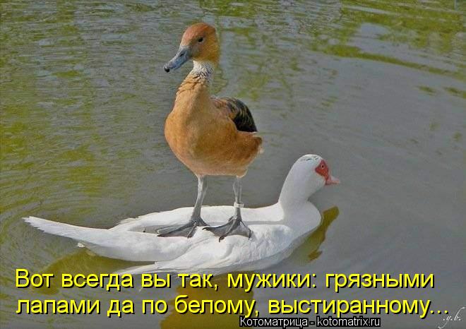 Вот всегда вы так, мужики: грязными лапами да по белому, выстиранному...... Котоматрица: Вот всегда вы так, мужики: грязными лапами да по белому, выстиранному...