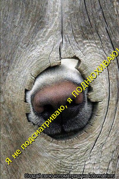 Я не подсматриваю, я ПОДНЮХИВАЮ!... Котоматрица: Я не подсматриваю, я ПОДНЮХИВАЮ!