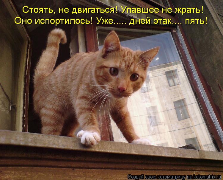 Стоять, не двигаться! Упавшее не жрать! Оно испортилось! Уже..... дней этак.... пять!... Котоматрица: Стоять, не двигаться! Упавшее не жрать! Оно испортилось! Уже..... дней этак.... пять!