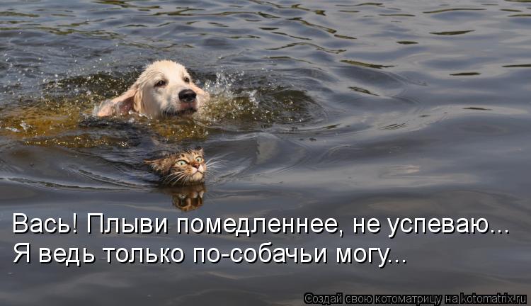 Вась! Плыви помедленнее, не успеваю... Я ведь только по-собачьи могу...... Котоматрица: Вась! Плыви помедленнее, не успеваю... Я ведь только по-собачьи могу...