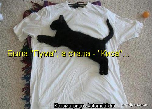 Была "Пума", а стала - "Киса"...... Котоматрица: Была "Пума", а стала - "Киса"...