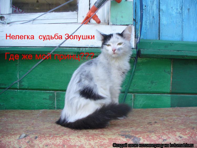 Нелегка судьба Золушки Где же мой принц???... Котоматрица: Нелегка судьба Золушки Где же мой принц???