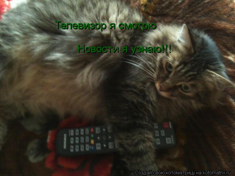 Телевизор я смотрю Новости я узнаю!!!... Котоматрица: Телевизор я смотрю Новости я узнаю!!!