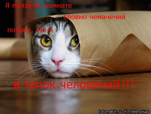 Я ползу по комнате словно чемачечий потому, что я в тапок человечий !!!... Котоматрица: Я ползу по комнате словно чемачечий потому, что я в тапок человечий !!!
