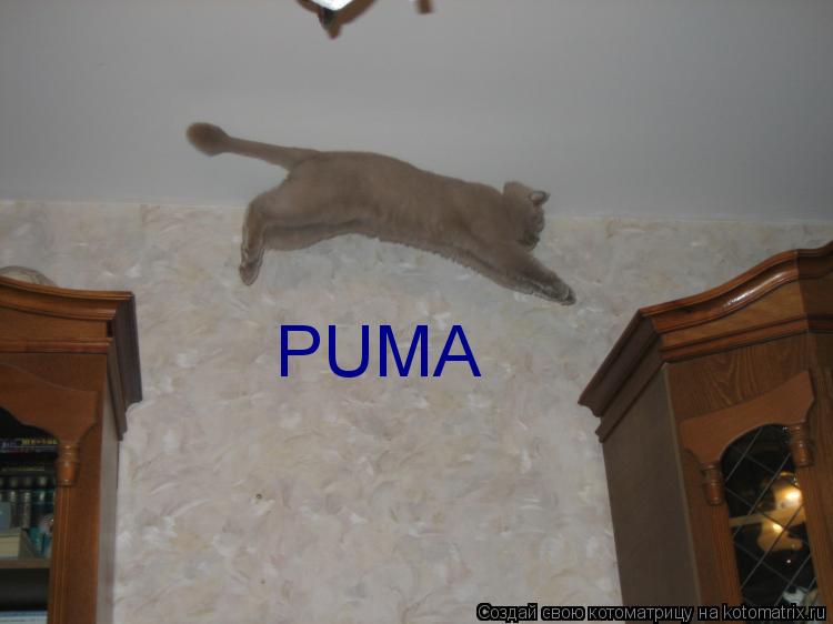 PUMA... Котоматрица: PUMA