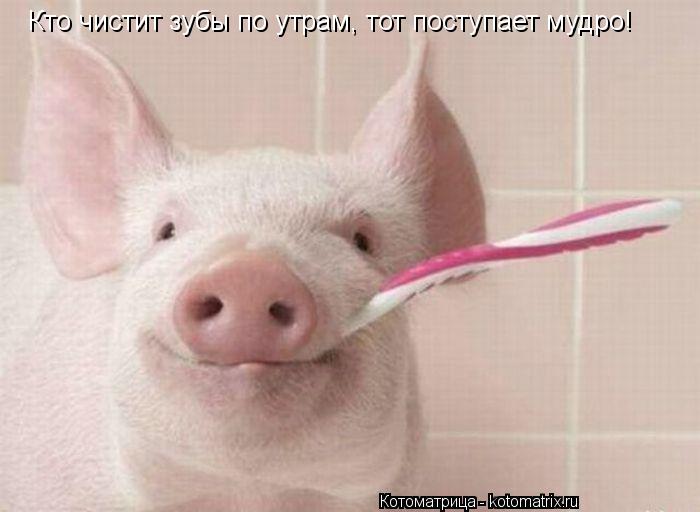 Кто чистит зубы по утрам, тот поступает мудро!... Котоматрица: Кто чистит зубы по утрам, тот поступает мудро!