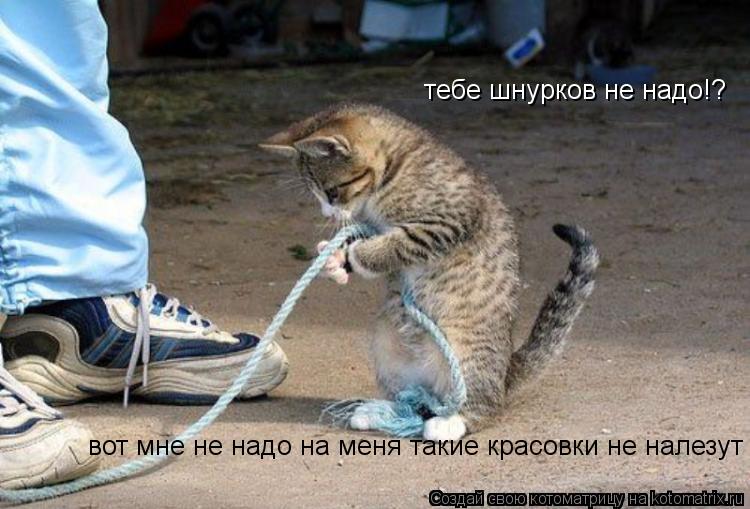 тебе шнурков не надо!? вот мне не надо на меня такие красовки не налезут... Котоматрица: тебе шнурков не надо!? вот мне не надо на меня такие красовки не налезут