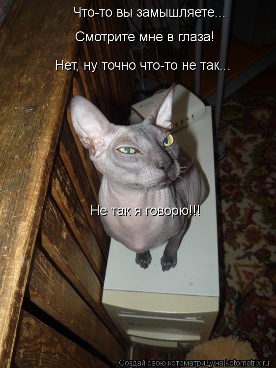 Что-то вы замышляете... Смотрите мне в глаза! Нет, ну точно что-то не так... Не так я говорю!!!... Котоматрица: Что-то вы замышляете... Смотрите мне в глаза! Нет, ну точно что-то не так... Не так я говорю!!!