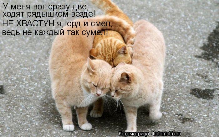 У меня вот сразу две, ходят рядышком везде! НЕ ХВАСТУН я,горд и смел, ведь не каждый так сумел!... Котоматрица: У меня вот сразу две, ходят рядышком везде! НЕ ХВАСТУН я,горд и смел, ведь не каждый так сумел!