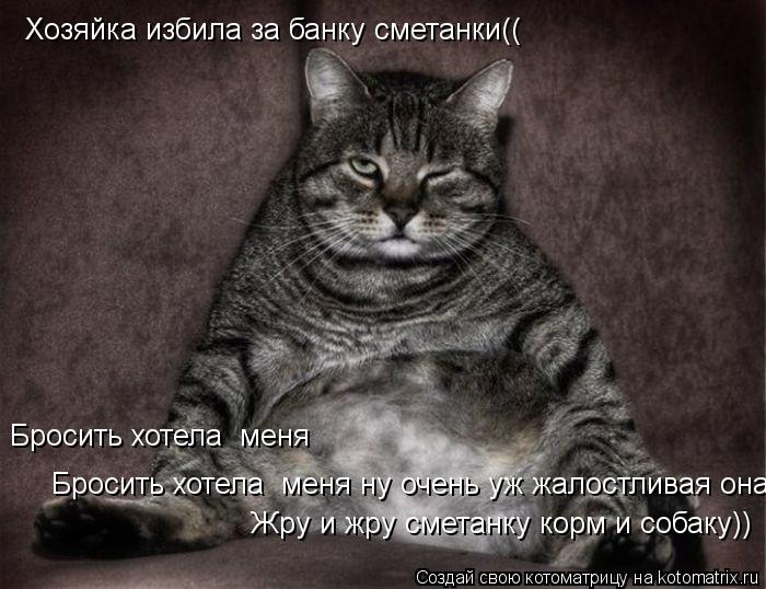Хозяйка избила за банку сметанки(( Бросить хотела меня Бросить хотела меня ну очень уж жалостливая... Котоматрица: Хозяйка избила за банку сметанки(( Бросить хотела меня Бросить хотела меня ну очень уж жалостливая она)) Жру и жру сметанку корм и собаку))