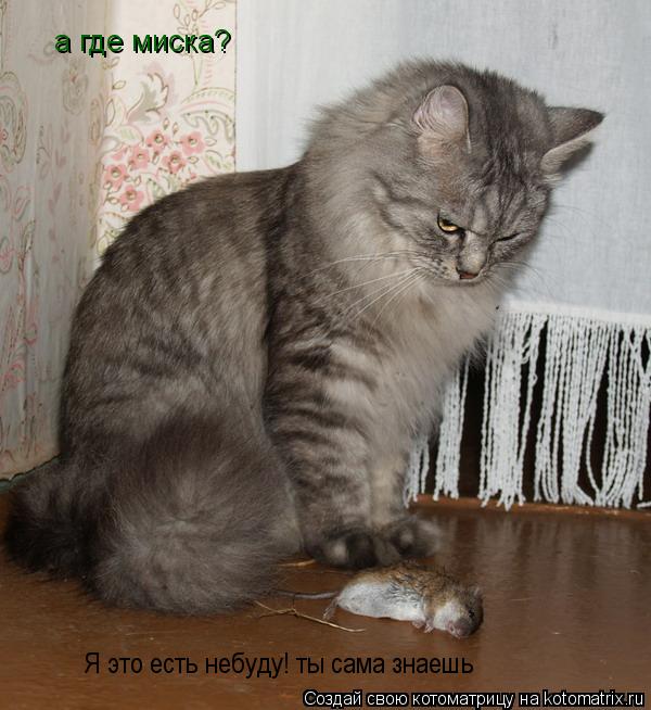 Котоматрица: а где миска? Я это есть небуду! ты сама знаешь