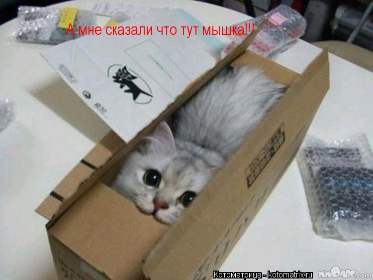 А мне сказали что тут мышка!!!... Котоматрица: А мне сказали что тут мышка!!!