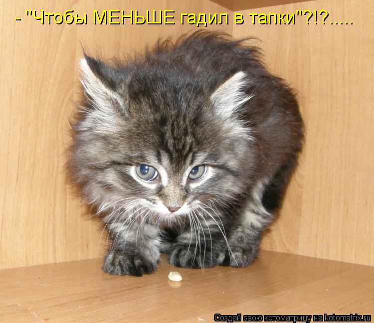 - "Чтобы МЕНЬШЕ гадил в тапки"?!?........ Котоматрица: - "Чтобы МЕНЬШЕ гадил в тапки"?!?.....