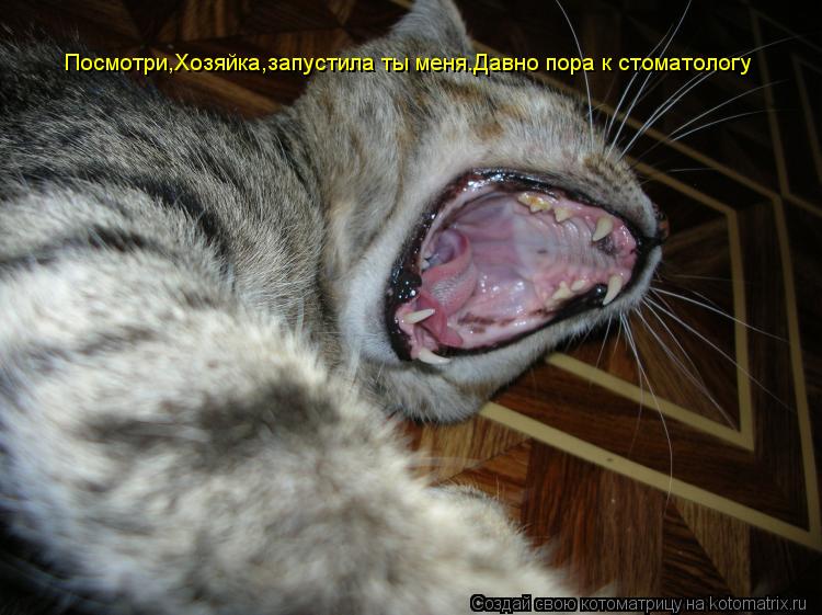 Посмотри,Хозяйка,запустила ты меня.Давно пора к стоматологу... Котоматрица: Посмотри,Хозяйка,запустила ты меня.Давно пора к стоматологу