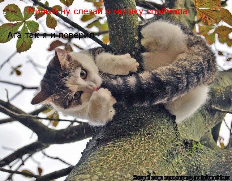 Котоматрица: Милый ну слезай я мышку споймала Ага так я и поверил