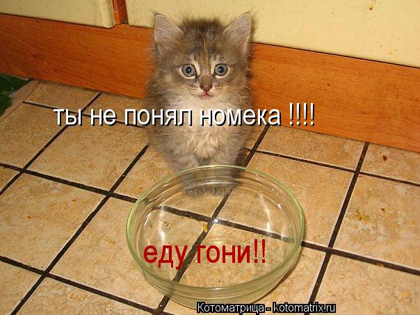 Котоматрица: ты не понял номека !!!! еду гони!!