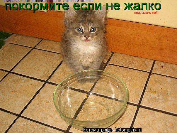 Котоматрица: покормите если не жалко ведь жалко же! ведь жалко же!!!! внимание !!! это относится только хозяевам котёнка
