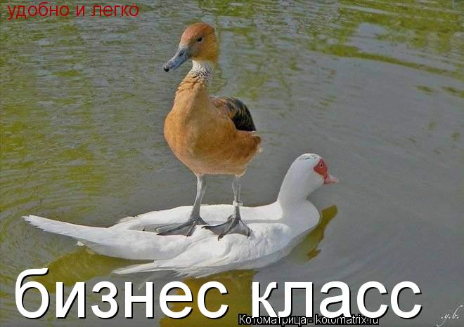 Котоматрица: бизнес класс удобно и легко