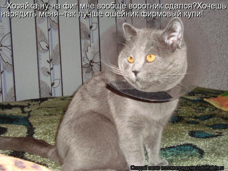 Котоматрица: --Хозяйка,ну на фиг мне вообще воротник сдался?Хочешь нарядить меня--так лучше ошейник фирмовый купи!