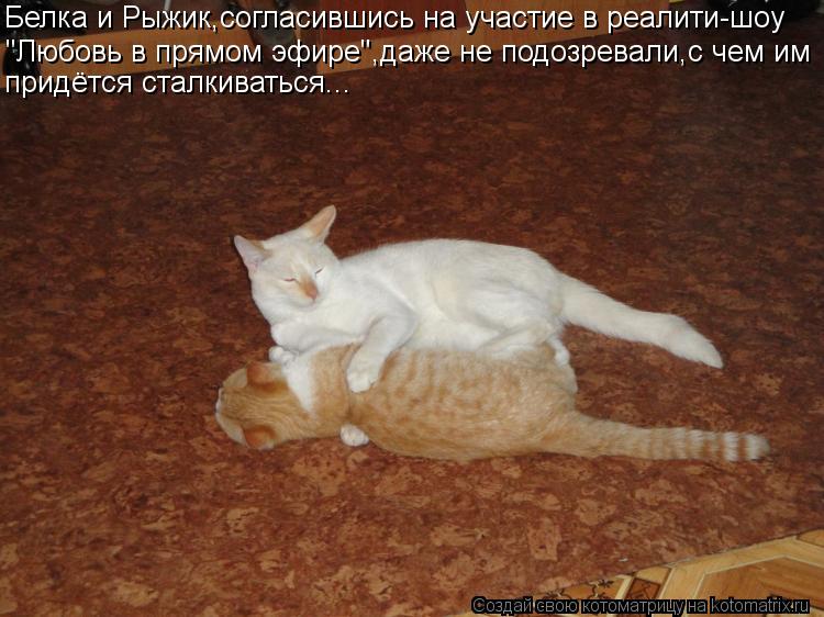 Белка и Рыжик,согласившись на участие в реалити-шоу "Любовь в прямом эфире",даже не подозревали,с чем... Котоматрица: Белка и Рыжик,согласившись на участие в реалити-шоу "Любовь в прямом эфире",даже не подозревали,с чем им придётся сталкиваться...