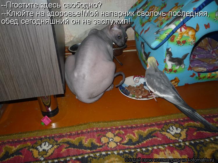 --Пгостите,здесь свободно? --Клюйте на здоровье!Мой напарник сволочь последняя, обед сегодняшний он н... Котоматрица: --Пгостите,здесь свободно? --Клюйте на здоровье!Мой напарник сволочь последняя, обед сегодняшний он не заслужил!
