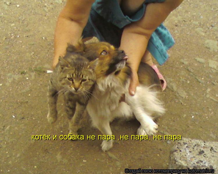 котёк и собака не пара ,не пара, не пара... Котоматрица: котёк и собака не пара ,не пара, не пара