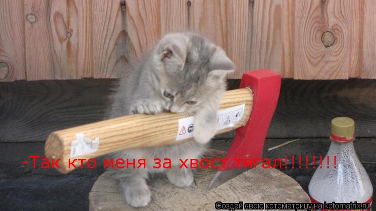 -Так кто меня за хвост тягал!!!!!!!!... Котоматрица: -Так кто меня за хвост тягал!!!!!!!!