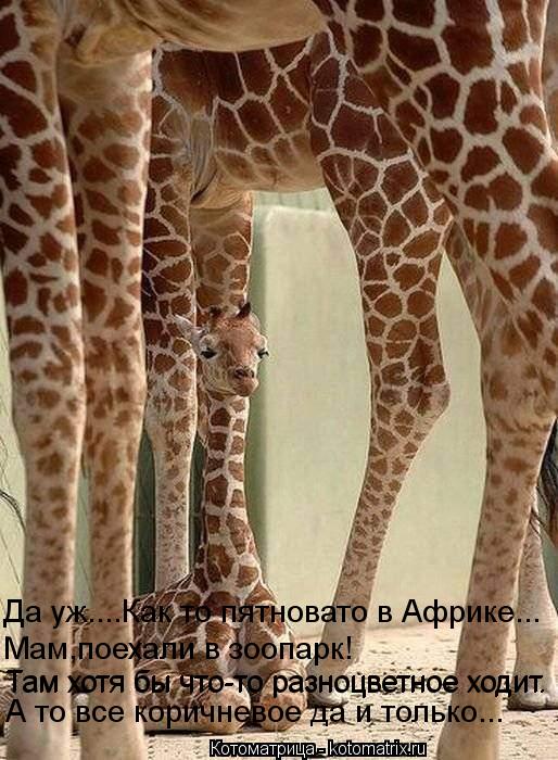 Да уж....Как то пятновато в Африке... Мам,поехали в зоопарк! Там хотя бы что-то разноцветное ходит. Т... Котоматрица: Да уж....Как то пятновато в Африке... Мам,поехали в зоопарк! Там хотя бы что-то разноцветное ходит. Там хотя бы что-то разноцветное ходит. А то в