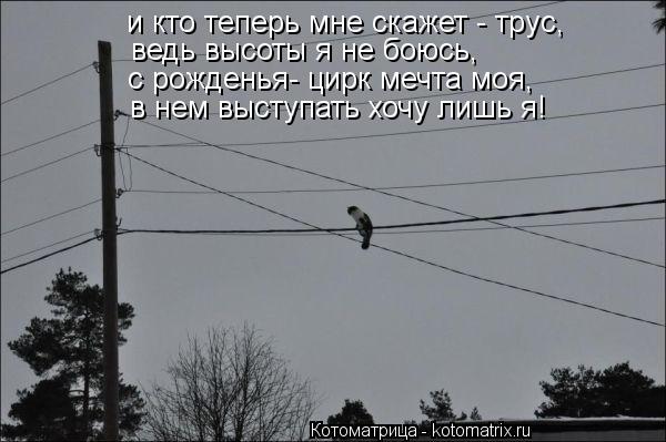 и кто теперь мне скажет - трус, ведь высоты я не боюсь, с рожденья- цирк мечта моя, в нем выступать х... Котоматрица: и кто теперь мне скажет - трус, ведь высоты я не боюсь, с рожденья- цирк мечта моя, в нем выступать хочу лишь я!