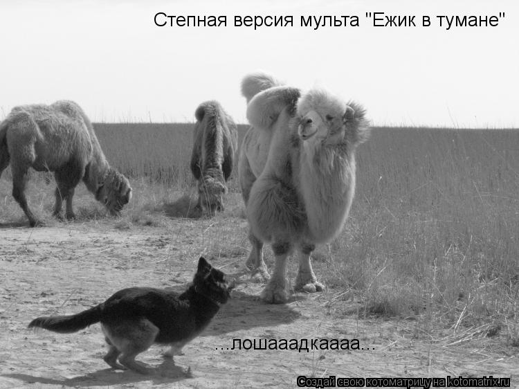Степная версия мульта "Ежик в тумане" ...лошааадкаааа...... Котоматрица: Степная версия мульта "Ежик в тумане" ...лошааадкаааа...