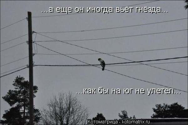 ...а еще он иногда вьёт гнёзда... ...как бы на юг не улетел...... Котоматрица: ...а еще он иногда вьёт гнёзда... ...как бы на юг не улетел...
