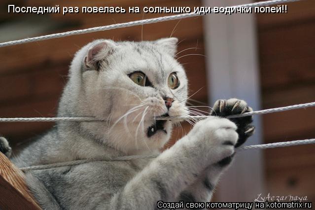 Последний раз повелась на солнышко иди водички попей!!... Котоматрица: Последний раз повелась на солнышко иди водички попей!!