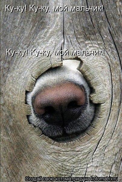 Ку-ку! Ку-ку, мой мальчик! Ку-ку! Ку-ку, мой мальчик!... Котоматрица: Ку-ку! Ку-ку, мой мальчик! Ку-ку! Ку-ку, мой мальчик!