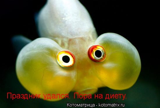 Праздник удался. Пора на диету.... Котоматрица: Праздник удался. Пора на диету.
