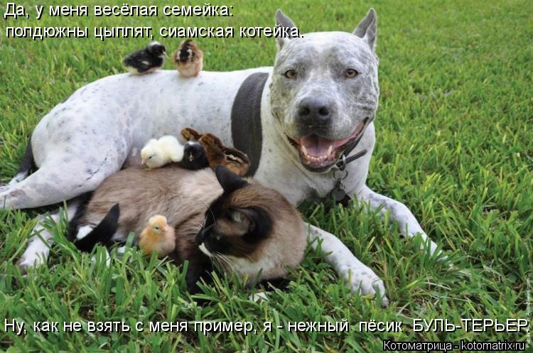 Да, у меня весёлая семейка: полдюжны цыплят, сиамская котейка. Ну, как не взять с меня пример, я - не... Котоматрица: Да, у меня весёлая семейка: полдюжны цыплят, сиамская котейка. Ну, как не взять с меня пример, я - нежный пёсик БУЛЬ-ТЕРЬЕР.