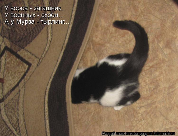У воров - загашник... У военных - схрон... А у Мурза - тырлинг...... Котоматрица: У воров - загашник... У военных - схрон... А у Мурза - тырлинг...