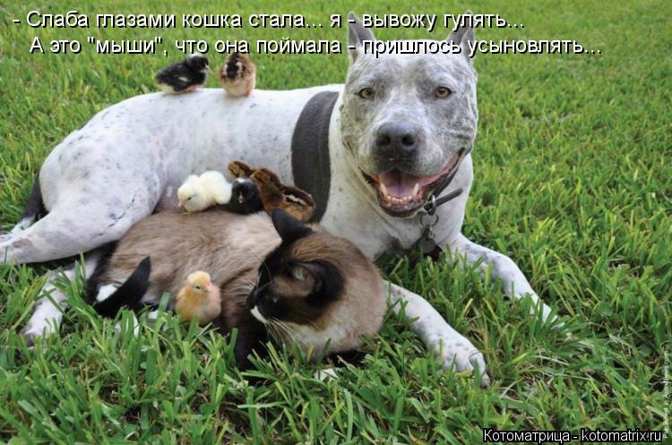 - Слаба глазами кошка стала... я - вывожу гулять... А это "мыши", что она поймала - пришлось усыновля... Котоматрица: - Слаба глазами кошка стала... я - вывожу гулять... А это "мыши", что она поймала - пришлось усыновлять...