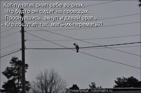 Котоматрица: Кот-лунатик снил себе во снах, Что будто он сидит на проводах... Проснувшись, ахнул и давай орать: - Кто пошутил так, мать-их-перемать?!