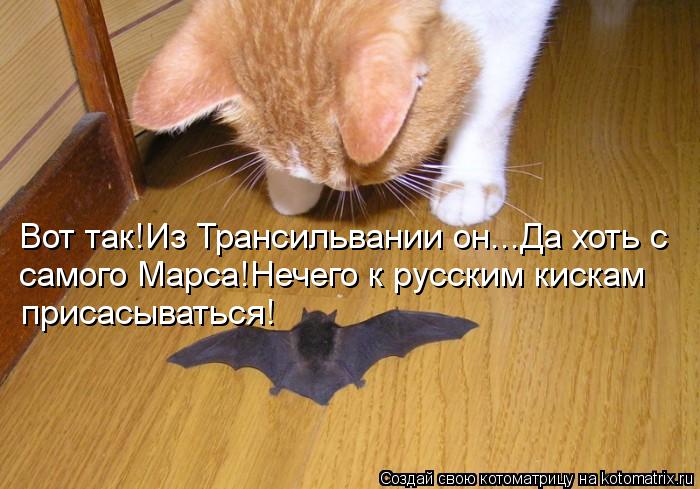 Котоматрица: Вот так!Из Трансильвании он...Да хоть с самого Марса!Нечего к русским кискам  присасываться!