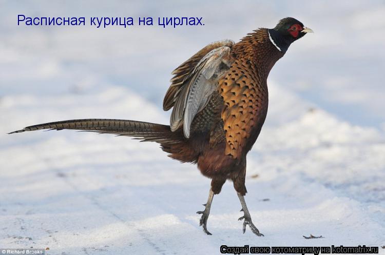 Котоматрица: Расписная курица на цирлах.