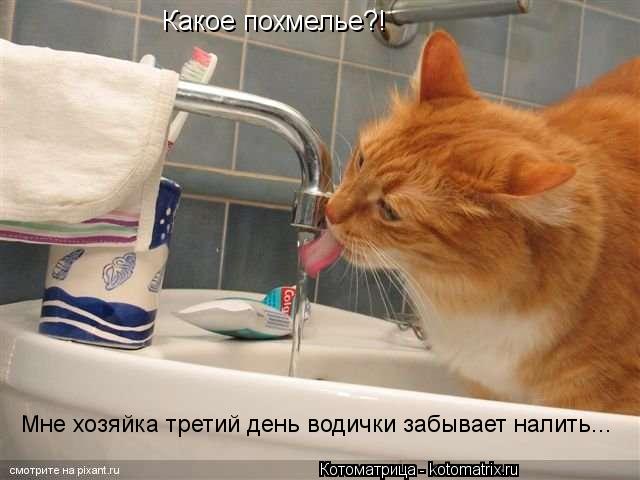 Котоматрица: Какое похмелье?!  Какое похмелье?!  Мне хозяйка третий день водички забывает налить...