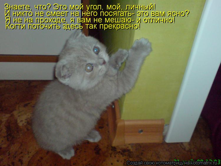 Котоматрица: Знаете, что? Это мой угол, мой, личный! И никто не смеет на него посягать- это вам ясно? Я не на проходе, я вам не мешаю- и отлично! Когти поточит