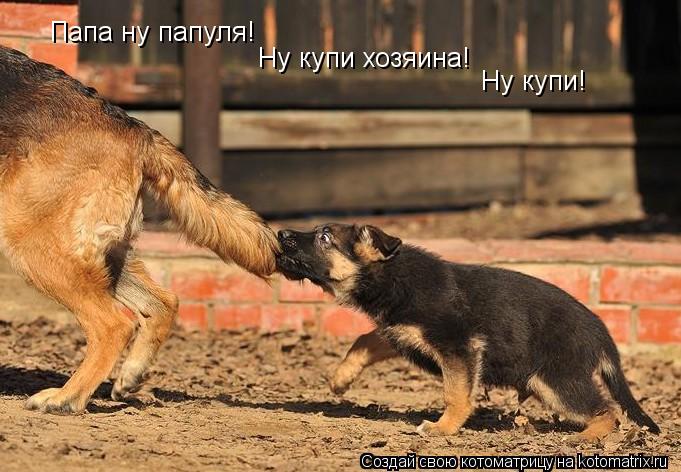 Котоматрица: Папа ну папуля!  Ну купи хозяина! Ну купи!