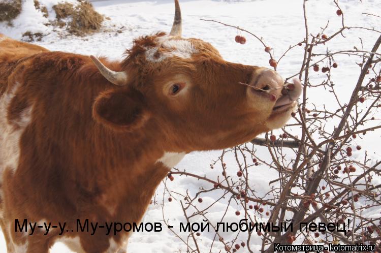 Му-у-у..Му-уромов - мой любимый певец!... Котоматрица: Му-у-у..Му-уромов - мой любимый певец!